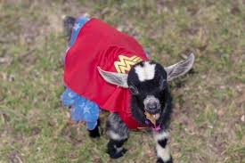 Baby Goats Dress Up For Halloween Moderately High Maintenance