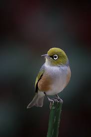 Australian Black Bird With White Wing Tips The Silvereye Zosterops Lateralis Is A Small Bird With A Conspicuous Ring Of White Feathers Around The Eye And Belong To A Colorful Birds Birds Wild Birds
