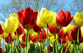 Wallpaper Gambar Bunga Tulips Bi Tki Tulip Guzel Cicekler