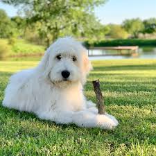 Maybe you would like to learn more about one of these? F1 English Teddy Bear Goldendoodle Puppies For Sale Austin Texas