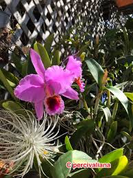 Cattleya Percivaliana In 2020 Orchid Flower Cattleya Orchids