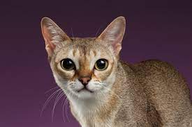 Learn all about singapura breeders, adoption, health, grooming, and more. Singapura Cat Breed Personality Information Hill S Pet