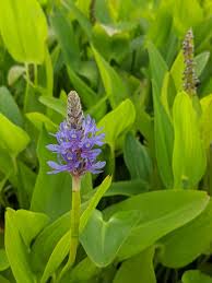 Image result for Pontederia