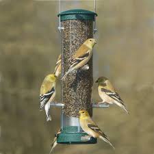 Bird Feeders For Small Birds Quick Clean Spruce Nyjer Tube Feeder Small Feeder Quick Cleaning Bird Feeders
