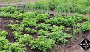 Make a garden row marker: Planting Garden Vegetables In Rows And Staggered Rows Gardening Channel
