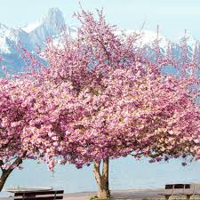 Very small ornamental trees zone 5. 8 14 In Height Kwanzan Flowering Cherry Tree 3 Pot Trees Home Garden Plants Seeds Bulbs