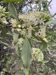 Image result for Psydrax locuples