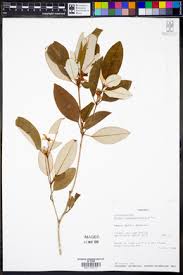 Image result for Croton polytrichus