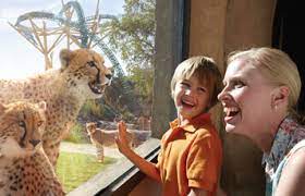 Not to mention affordable hotels and resorts. Florida S Best Family Vacation Package Deals Busch Gardens Tampa Bay