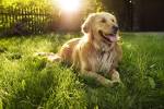 20 Best Dog Breeds for Kids - Good Family Dogs