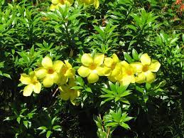 Allamanda Sunee Plants Whitsunday