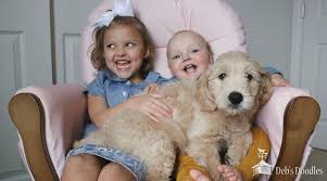 They are naturally reared by reputable. Bernedoodle Goldendoodle And Sheepadoodle Puppies In Virginia And Washington Dc By Deb S Doodles