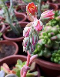 Succulent vine with pink flowers. This Succulent Will Remind You Of Tiny Strawberries Growing On A Vine