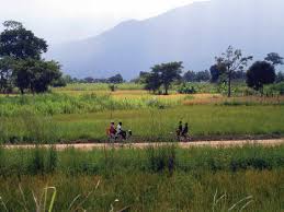 Image result for Lettowianthus stellatus