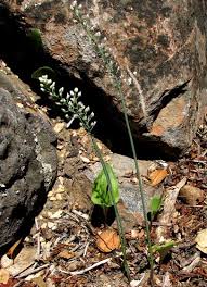 Image result for Eriospermaceae