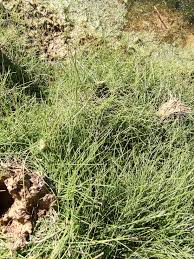 Image result for Stuckenia