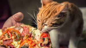 600 x 480 animatedgif 1563 кб. Can Cats Eat Pizza Is Pizza Safe For Cats Cattime