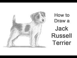 The most beautiful and life like my yorkie. How To Draw A Dog Jack Russell Terrier Youtube