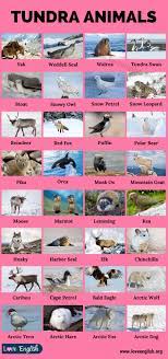 Tundra Animals 40 Animals You Can Find In The Tundra Love English