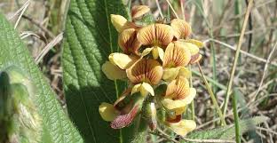 Image result for Eriosema cordatum