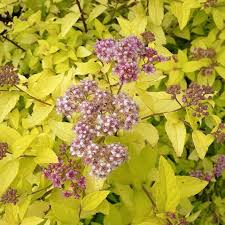 Image result for spirea japonica gold princess