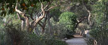 Image result for Searsia refracta