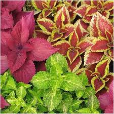 Image result for Coleus meyeri