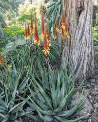 Image result for Aloe wildii