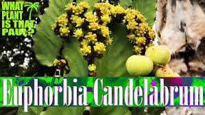 Image result for Euphorbia candelabrum