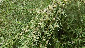 Image result for Lannea virgata