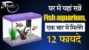 Vastu Tips For Fish Aquarium At Home In Hindi Benefits Of Aquarium Benefits Of Gold Fish Youtube