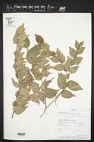 Image result for Drypetes gerrardii