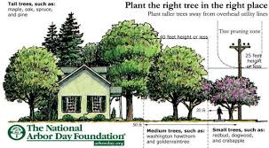 This Drawing Demonstrates Effective Planting Placing The Right Tree In The Right Place Trees Properly Placed Can Low Landscape Trees Trees To Plant Landscape