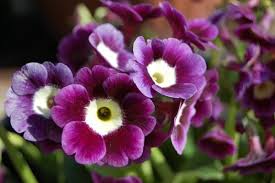 Image result for Primula x pubescens