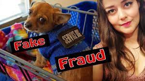 It tells you what to look for to ejec How To Spot A Fake Service Dog Youtube