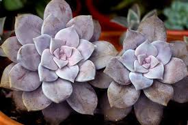 Maybe you would like to learn more about one of these? 17 Stunning Purple Succulents For Inside And Outside