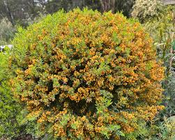 Image result for Catunaregam obovata