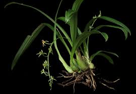 Image result for Liparis