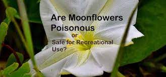In addition to the five jeffco teens, four other cases of moonflower toxicity have been reported to the rocky mountain poison control center in the last month, the release said. Are Moonflowers Poisonous Or Safe For Recreational Use