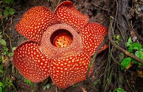 Raflesia arnoldii rekor bunga terbesar di dunia tumbuh di sini. Penjelasan Lengkap Tentang Perbedaan Bunga Rafflesia Dan Bunga Bangkai Situs Referensi Ilmu Pertanian Peternakan Dan Perikanan