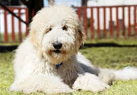 As he's getting older we have been my family has narrowed it down to golden doodles or poodles (both at standard sizes). What Is A Doodle 37 Doodle Breeds