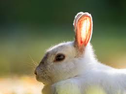 We did not find results for: Kisah Fabel Islami Kelinci Yang Sombong Cahaya Islam