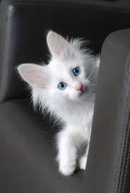 Turkish Angora Cats Angora Cats Turkish Angora Cat Cats