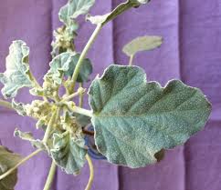 Image result for Chrozophora plicata