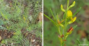 Image result for Melolobium