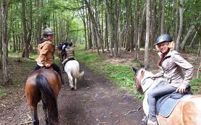 Depanetout est un forum d'entraide et de partage sur le thème de l'électronique. Votre Ete En Seine Et Marne Yoga Et Balade A Cheval En Foret De Fontainebleau Le Parisien