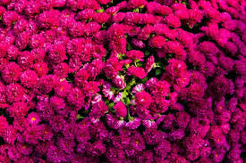 Planting Mums In The Ground Guide To Planting Perennial Mums Planting Mums Mums Flowers Hardy Mums