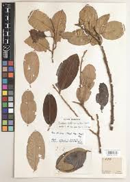 Image result for Argyrolobium macrophyllum