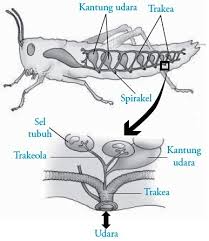 Sistem Pernapasaan Pada Serangga Blog Info