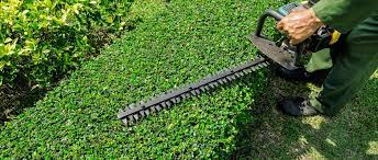 Let the hedge grow in peace for the rest of the year and then cut since the prices for hedge cutting can vary greatly and depend on many factors, it is always a. Hedges Have Started To Grow Quite Quick Right Now